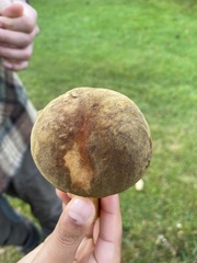 Neoboletus erythropus