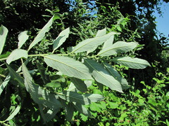 Salix pseudomedemii