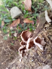 Schizophyllum commune