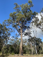 Corymbia leptoloma