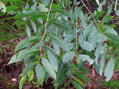 Glochidion acuminatum