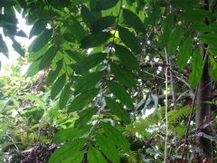 Glochidion acuminatum