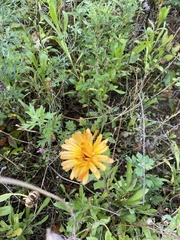 Calendula officinalis