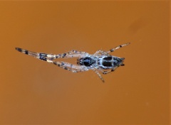 Zosis