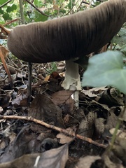 Agaricus arvensis