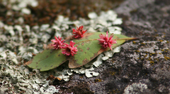 Cynips quercusechinus