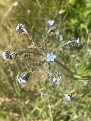 Cynoglossum australe