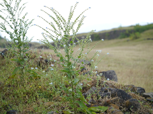 Lambert's borage (Adelocaryum lambertianum)