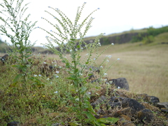 Adelocaryum lambertianum