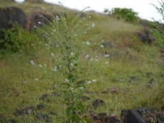 Adelocaryum lambertianum