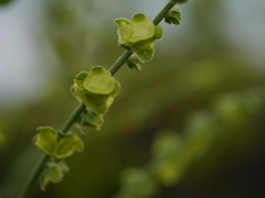 Adelocaryum lambertianum