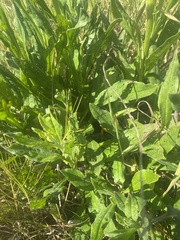 Cynoglossum australe