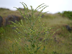 Adelocaryum lambertianum