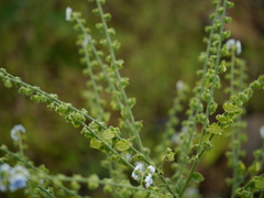 Adelocaryum lambertianum