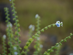 Adelocaryum lambertianum