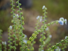 Adelocaryum lambertianum