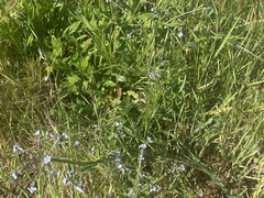 Cynoglossum australe