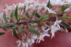 Agathosma elegans