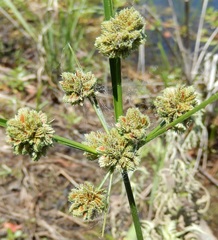 Cyperus reflexus