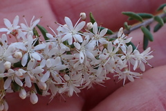 Agathosma elegans