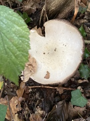 Agaricus arvensis