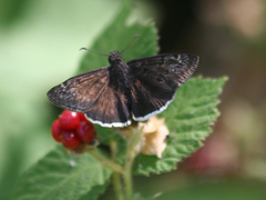 Erynnis tristis