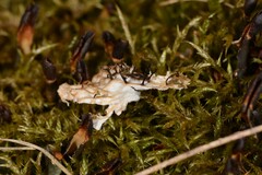 Peltigera polydactylon