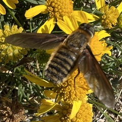 Poecilanthrax lucifer