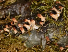 Peltigera polydactylon