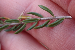 Agathosma elegans
