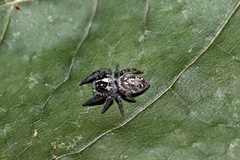 Macaroeris nidicolens