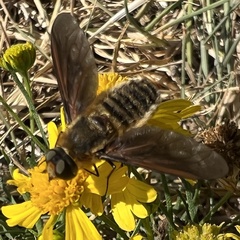 Poecilanthrax lucifer