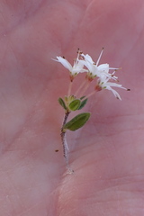 Agathosma elegans