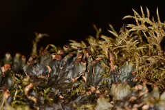 Peltigera polydactylon