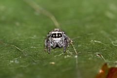 Macaroeris nidicolens