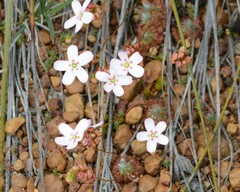 Drosera spilos