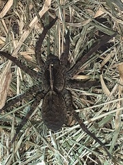 Tigrosa georgicola
