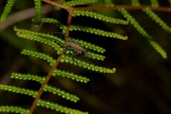 Ozphyllum naskreckii