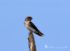 Petrochelidon fluvicola