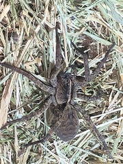 Tigrosa georgicola