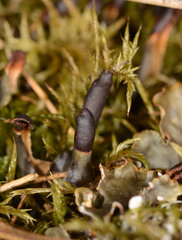 Peltigera polydactylon
