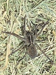 Tigrosa georgicola