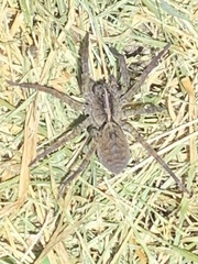 Tigrosa georgicola