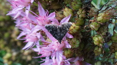 Heliothela wulfeniana