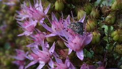Heliothela wulfeniana