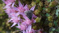 Heliothela wulfeniana