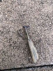 Statilia maculata maculata