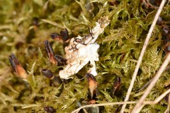 Peltigera polydactylon