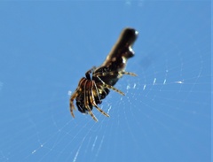 Cyclosa