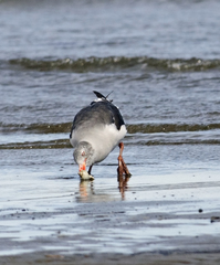 Leucophaeus scoresbii
